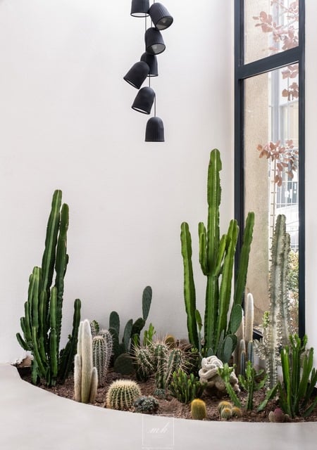 mh-deco-aubervilliers-cactus